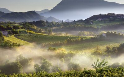 Export mondiali di vino, crollo a marzo dell’8,7% a livello globale. Il Prosecco salva l’Italia che cede appena lo 0,9%