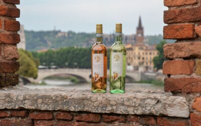 Pinot grigio, il 2024 della DOC Venezie chiude con 1,7 milioni di ettolitri imbottigliati: più 3%