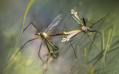 Chikungunya. Disinfestazione a Parona