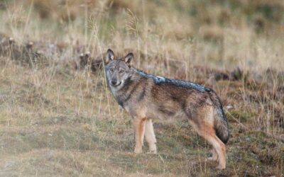 Lupo, 230 predazioni nel 2024 fra Parco e provincia in trenta diversi Comuni