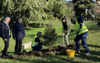 Bastioni di San Zeno, seconda vita per gli abeti donati dai veronesi