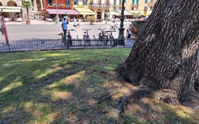 Cedro di Piazza Bra: pronto l’intervento di messa in sicurezza dell’albero simbolo