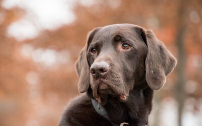 Come comportarsi con il cane. Corsi gratis