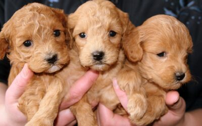 Abbandoni di gatti e cani in aumento. Diminuiscono le adozioni