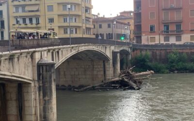 Grossi tronchi alla base di Ponte Garibaldi