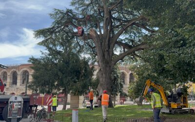Cedro di Piazza Bra: conclusi gli scavi, al via la messa in sicurezza dell’imponente albero secolare