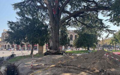 Cedro di Piazza Bra: fissati i pali di sostegno, lavori verso la conclusione