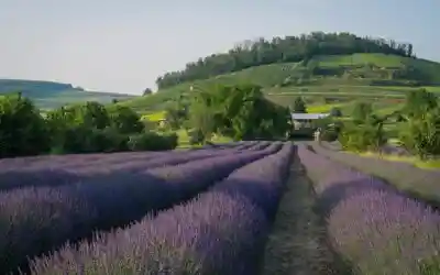 Agricoltori esasperati. Agea ritarda i pagamenti anche di 1 anno
