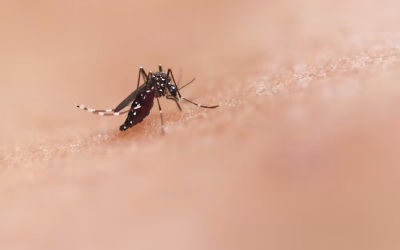 2 casi di chikungunya nel veronese