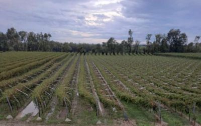 Campagna devastate dal maltempo
